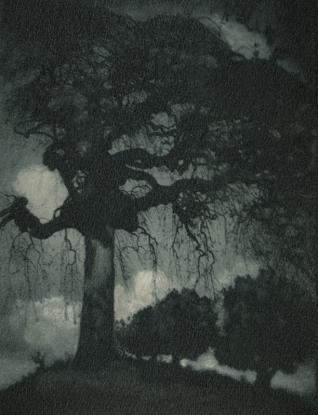 Rudolf Koppitz, Ash Tree, circa 1912, Gum Bichromate print 29.2 x 22.9 cm Photoinstitut Bonartes, Vienna