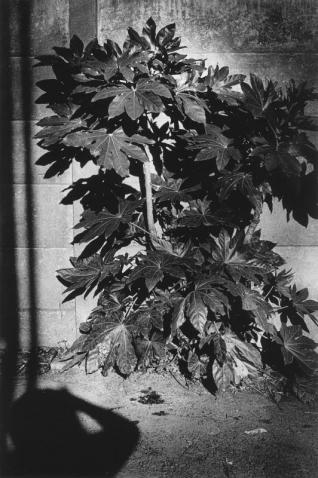 Daido Moriyama Fatsia Japonica, Kawasaki City, Kanagawa From the series  « Lettre à St Loup », 1990 © Daido Moriyama Photo Foundation, Courtesy of Akio Nagasawa Gallery (Tokyo) and Galerie Jean-Kenta Gauthier (Paris)